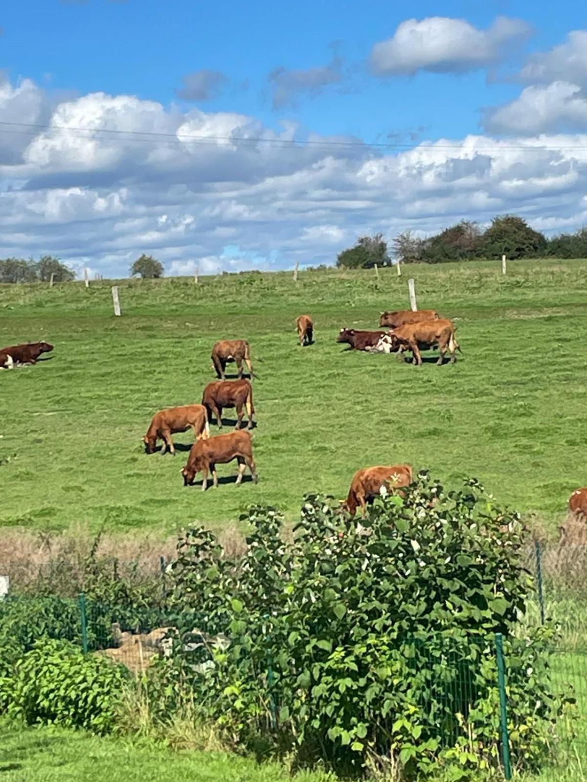 Le Gite Du Vieux Chene Bertogne Esterno foto