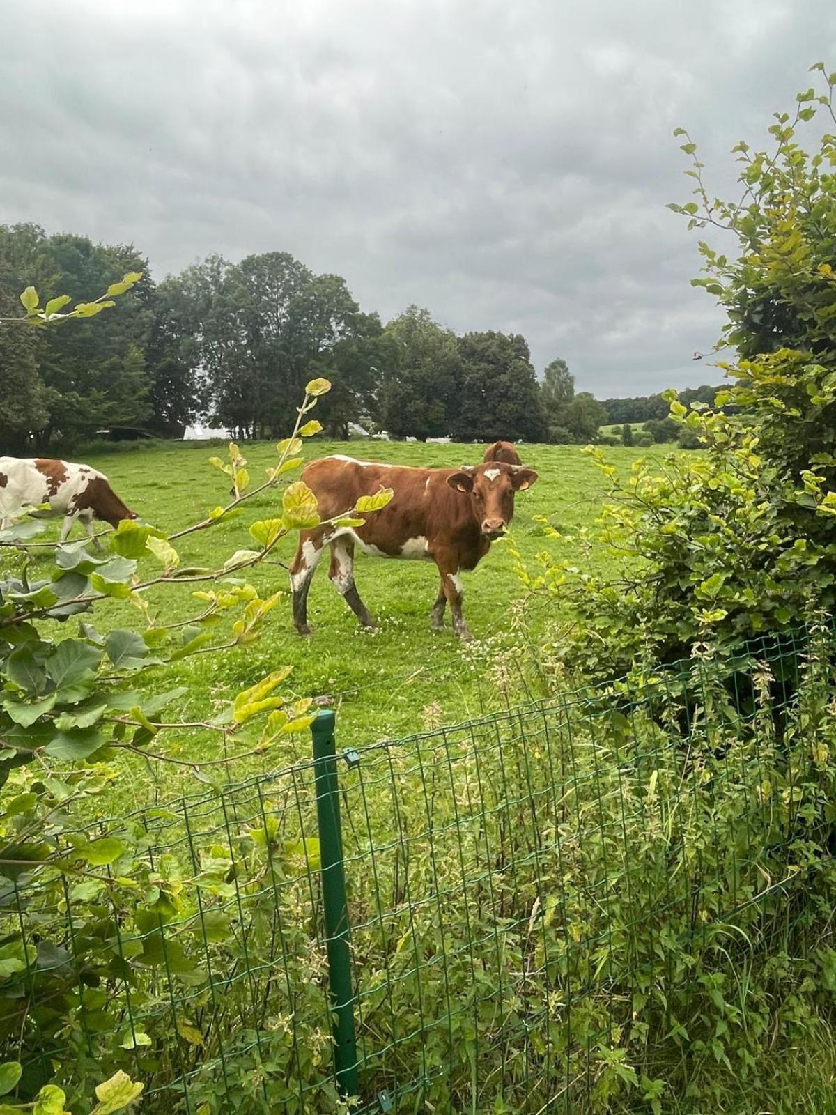 Le Gite Du Vieux Chene Bertogne Esterno foto